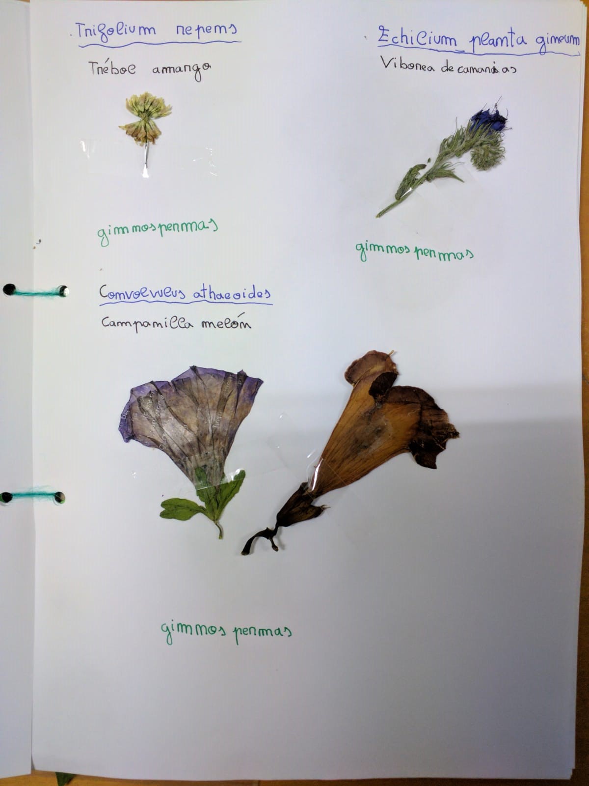 Foto 2 herbario