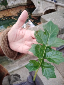 VISITA AL LYCEÉE DES MÉTIERS FRÉDÉRIC MISTRAL DE NIMES DEL 22 AL 26 DE NOVIEMBRE DE 2021 html bc2c74abdccbb8ca